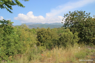 Bosco dello Scacchiere
